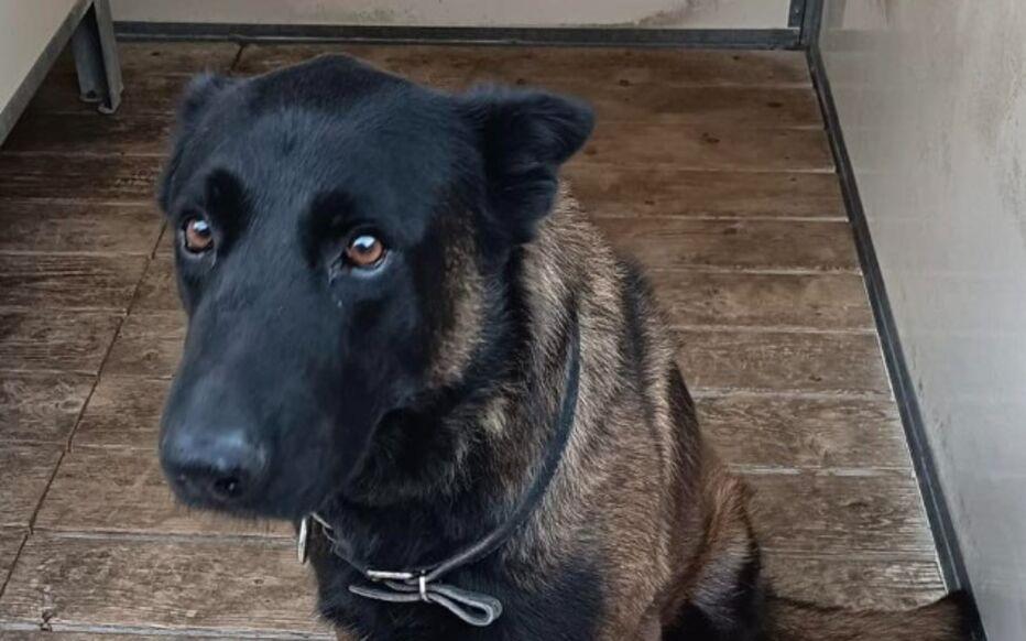 168彩票开奖网_APP下载_彩票查询_彩票走势图_福彩3D_体彩开奖查询_双色球历史查询-在梅斯vs里昂的比赛赛后，一条警犬在干预球迷斗殴过程中丧生